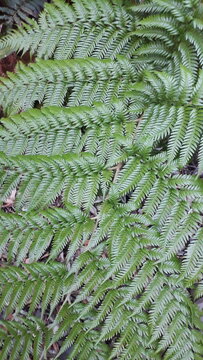 FOTO ,PLANTAS DE HELECHOS VERDES EN CRECIMIENTO ,LUGAR  HUMEDO.