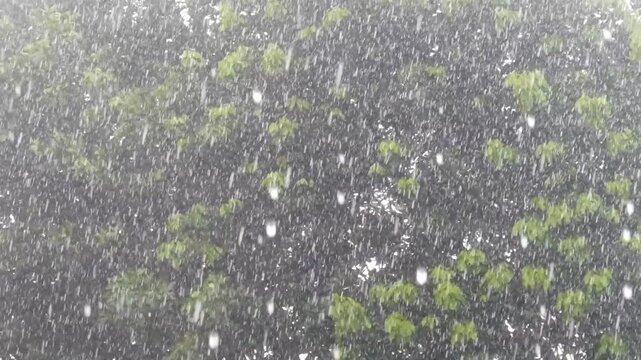 heavy rain with green trees blowing in the wind