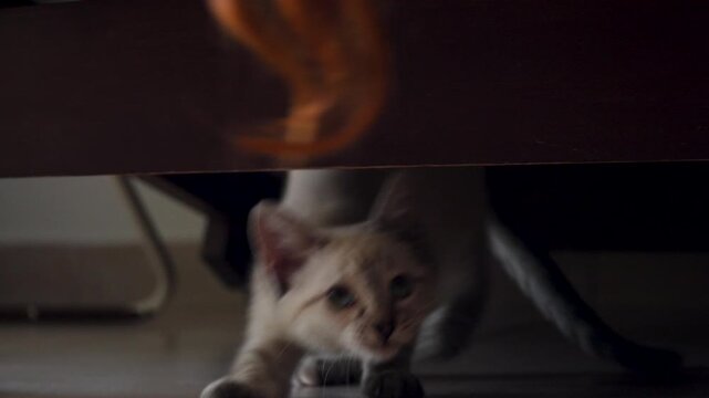 Gato peque&ntilde;o gris juando con cabello