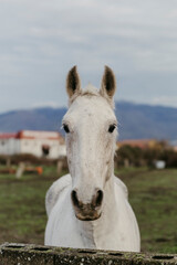 Fototapeta premium White horse observed across changing distances in a rural Spanish landscape, moving from wide contextual views to intimate close-ups that reveal texture, gaze, and presence. A quiet observational seri