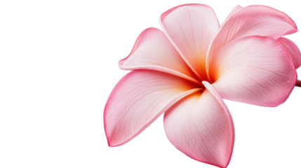 A pink flower with a white background