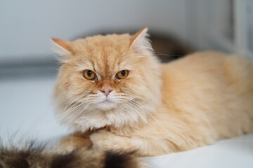 Fluffy ginger cat with striking amber eyes resting peacefully on a light surface, showcasing its...
