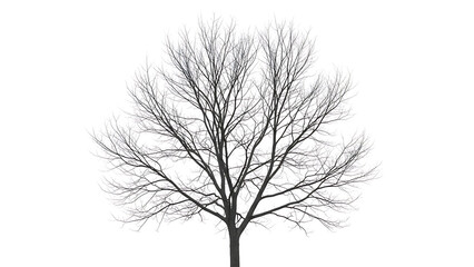 Obraz premium Leafless tree in winter