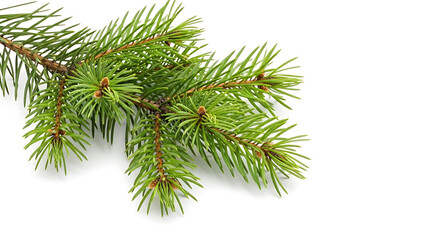 Fresh pine branch with needles