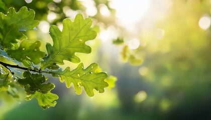 Majestic Oak Branch With Copy Space Nature Stock Photo