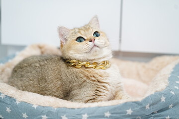 Charming Cat with Blue Eyes Wearing Gold Chain in Cozy Bed, Captivating Domestic Feline Expression,...