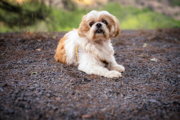A small dog is laying on the ground in a field. The dog is brown and white. The dog is looking at the camera