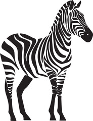 Zebra isolated on white background