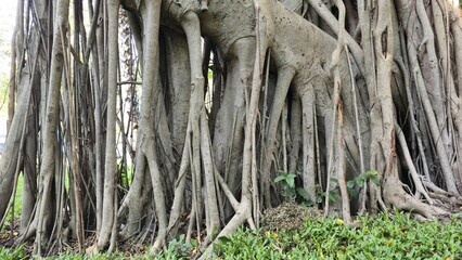Intricate, tangled aerial roots and massive trunk of an ancient banyan tree in a tropical forest. The complex root system creates organic texture and patterns, strength, growth, and beauty of nature.