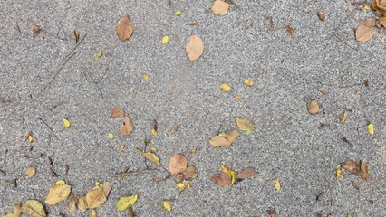 The road surface is dark grey with fallen leaves. The road surface of the parking lot has a rough texture. Texture and background images. Sidewalk, footpath, walkway, surface material.