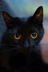 Katzenportrait einer schwarzen Katze mit gro&szlig;en Augen.