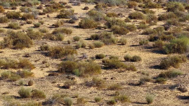Drone captured cinematic views of the Cholistan Desert and Derawar Fort in Pakistan, vast golden sand dunes and historic fortress landscape filmed from an overhead aerial perspective during daytime, i