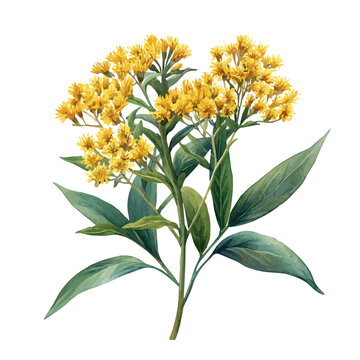 Goldenrod Flower, illustration watercolor with playful splashes and delicate line details, isolated on a white background.