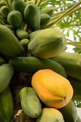 Organic papayas ripen hanging from a tree.