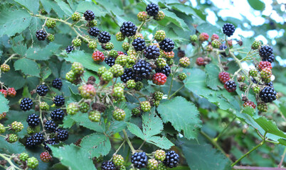 On the branch ripen the blackberries (Rubus fruticosus)