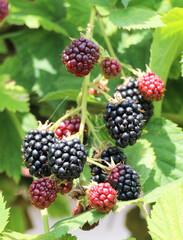 On the branch ripen the blackberries (Rubus fruticosus)