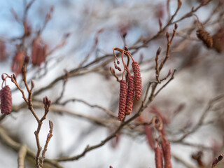 Zu sehen ist eine Nahaufnahme von m&auml;nnlichen Bl&uuml;tenk&auml;tzchen, die an einem kleinen Zweig einer Schwarzerle (Alnus glutinosa) h&auml;ngen.