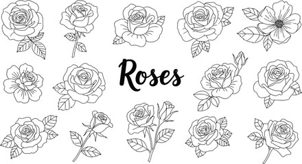 Collection of various rose flowers and buds in a line art style