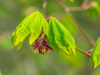 Zu sehen ist eine Nahaufnahme einer Bl&uuml;te an einem kleinen Zweig des Japanischen Ahorns (Acer japonicum).