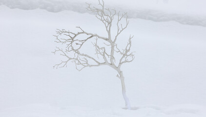 decorative snow tree in the snow