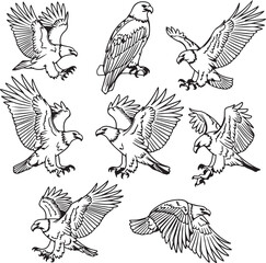Collection of bald eagle line art drawings in various dynamic poses