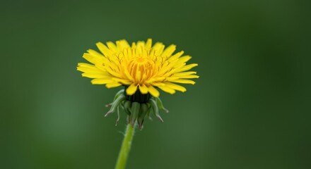Naklejka premium Vibrant yellow dandelion flower blooming brightly against a soft green background, highlighting the delicate beauty of common wildflowers, ecology, weed, field