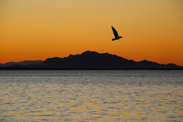 Seagulls flying in Santa Pola bay at sunset and Sierra del Segura in the background