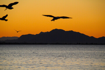 Seagulls flying in Santa Pola bay at sunset and Sierra del Segura in the background