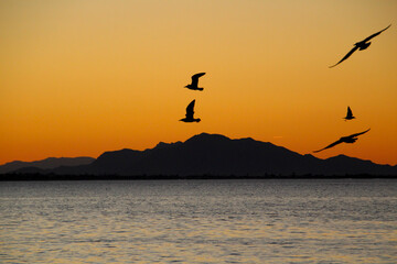 Seagulls flying in Santa Pola bay at sunset and Sierra del Segura in the background