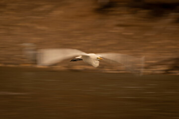 Fototapeta premium Slow pan of great egret following waterway