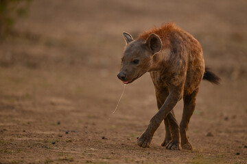 Fototapeta premium Spotted hyena changes direction dribbling from mouth