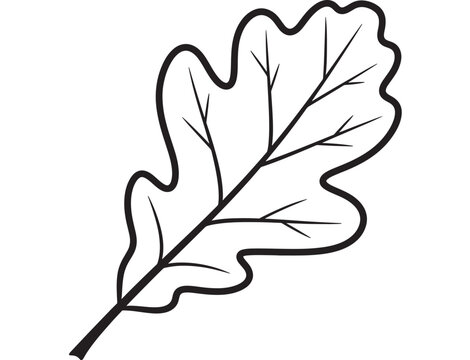 Detailed oak leaf illustration black outline design on transparent background silhouette