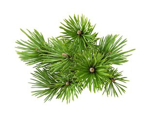 Green fir twigs of Christmas tree isolated on white or transparent background