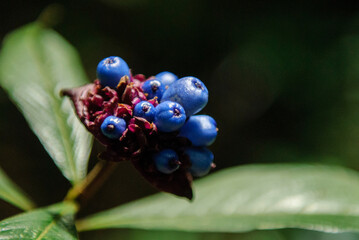 Toxic Blue Wild Berries Growing in Atlantic Forest, Areia, Para&iacute;ba, Brazil