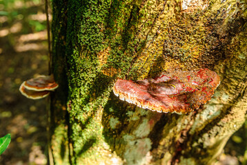 Bracket Fungus Growing on Tree Trunk in Atlantic Forest