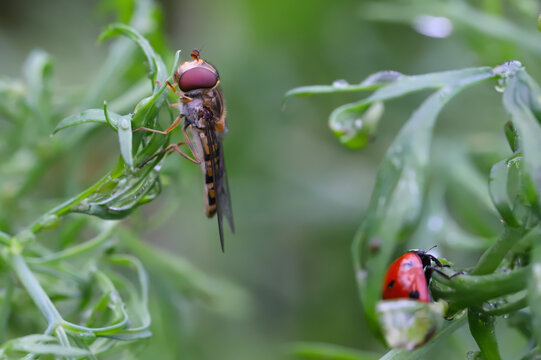 Beneficial insects on dill with an aphid colony.