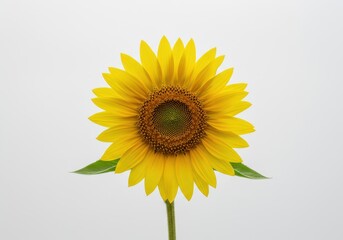 Obraz premium Vibrant yellow sunflower head standing alone against a stark white background, emphasizing graphic simplicity, botany, isolation, and brilliant summer color ,isolated ,seed ,seasonal