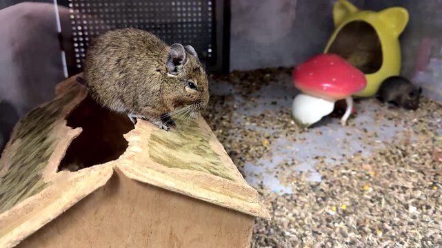 Curious common degu, or octodon degus, sitting on a wooden house inside a pet cage while a small baby mouse explores the terrarium with colorful toys and scattered feed on the floor