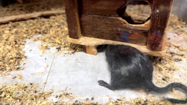 Adorable black gerbil, a charming pet rodent, sniffing around and exploring inside a spacious glass terrarium with sawdust bedding and a small wooden house, showcasing its natural curiosity