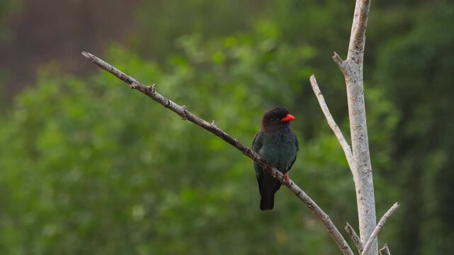 Oriental dollarbird perched among tree branches at morning.