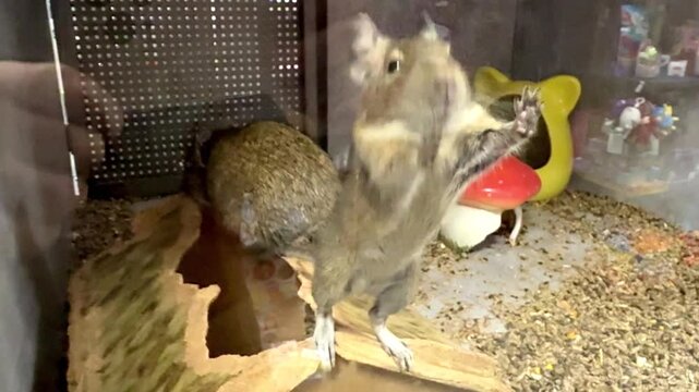 Two adorable common degus playing inside a spacious glass terrarium, with one standing up on its hind legs to explore its surroundings and interact with its companion in a pet shop