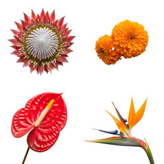 Fototapeta premium Collection of four different flowers isolated on transparent background