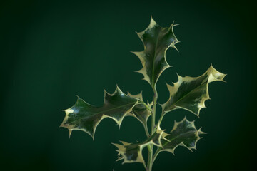 Christmas background with holly leaves or ilex