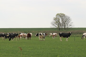 a herd of cows in a green meadow in the dutch countryside in springtime