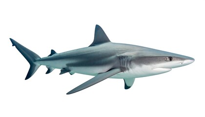 Obraz premium Gray shark with sleek skin and a pointed nose against a white backdrop