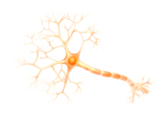 Detailed illustration of a biological neuron cell isolated on white background