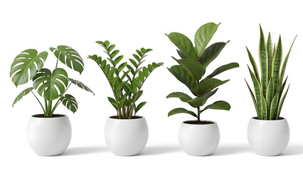 Obraz premium Collection of potted indoor plants