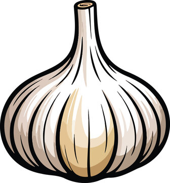 Garlic bulb colorful illustration isolated on transparent background