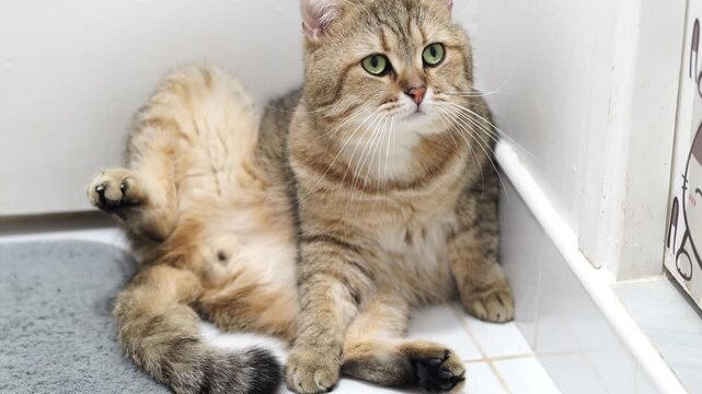 Fluffy and Cute Domestic Cat Sits Relaxed on Tiled Floor, Showcasing Playful Pose with Soft Fur in Mix of Brown and Cream, Creating Adorable Atmosphere with Green Eyes
