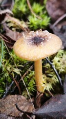 frost on the mushroom in the forest